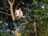 Clearing Land with the Help of Tree Surgeons Tree Surgeons