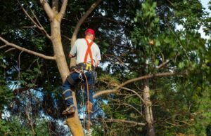 Clearing Land with the Help of Tree Surgeons Tree Surgeons