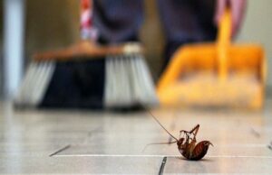 Learn the best technique to get rid of pests get rid of pests
