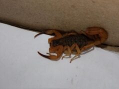 Controlling Scorpions – Efficient Methods Controlling Scorpions