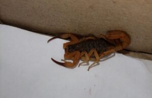Controlling Scorpions – Efficient Methods Controlling Scorpions