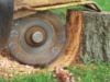 Important Steps After Cutting a Tree Down Cutting a Tree