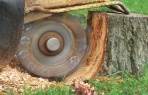 Important Steps After Cutting a Tree Down Cutting a Tree